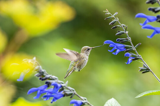 close up of a beautiful anna's humming bird hovering in the air drinking from the nectar of some purple flowers