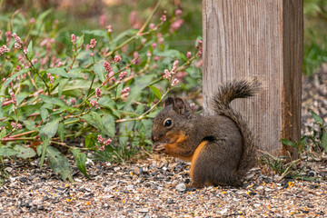 close up of a cute Douglas squirrel eating seeds spreading down the wooden pole of a bird feeder in the park