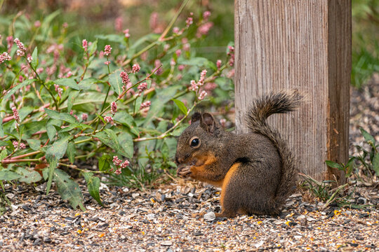 close up of a cute Douglas squirrel eating seeds spreading down the wooden pole of a bird feeder in the park