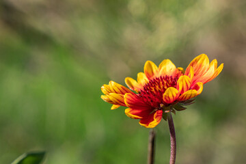 close up of a blooming Indian blanket flower with green background - 464165044