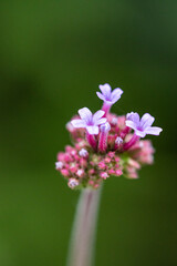 close up of some small purpletop vervain flowers blooming under the shade