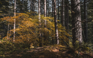 Obraz premium Unreal beautiful autumn tree with golden leaves in the forest. Autumn season background concept