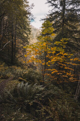 Unreal beautiful autumn tree with golden leaves in the forest. Autumn season background concept