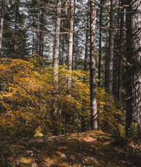 Obraz premium Unreal beautiful autumn tree with golden leaves in the forest. Autumn season background concept