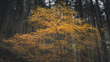 Unreal beautiful autumn tree with golden leaves in the forest. Autumn season background concept