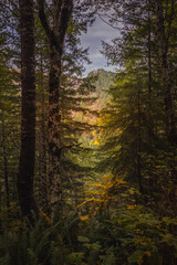 Obraz premium Unreal beautiful autumn tree with golden leaves in the forest on the front background of a tree trunk. Autumn season background concept