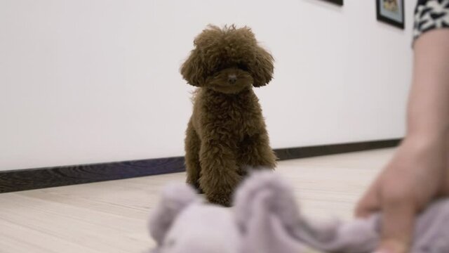 Fluffy dark brown Toy Poodle puppy chases the toy indoors. Close up. Slow mo