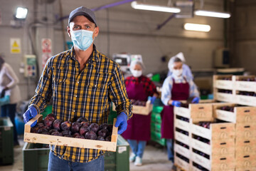 European man in mask standing in sorting room with wooden box full of plums. Women stacking boxes in background.