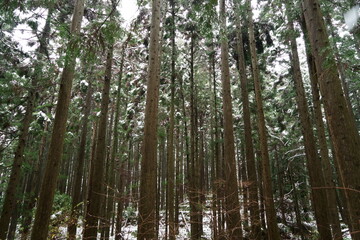 Fototapeta premium 雪の積もる石川県の杉林