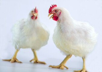 chicken on a white background