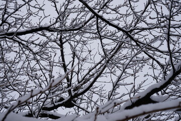Fototapeta na wymiar 木の枝に降り積もる雪