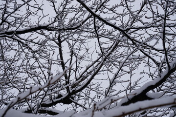 木の枝に降り積もる雪