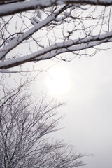 曇り空の太陽と雪の積もる木