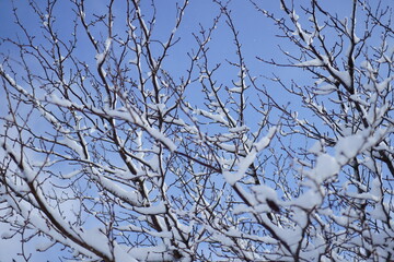 青空を背景に木の枝に積もる雪