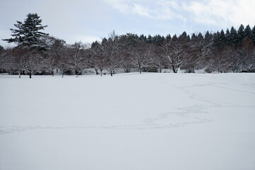 大雪の北陸金沢の大乗寺丘陵公園、雪原にソリ跡