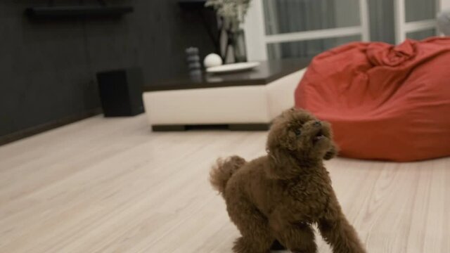 Playful and fluffy dark brown Toy Poodle puppy jumps and stands. Close up. Slow mo