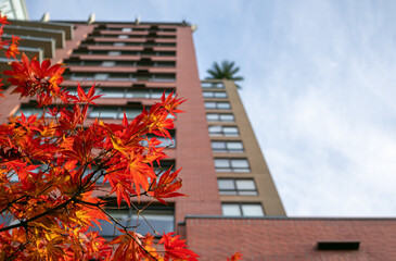 Autumn leaves in front of defocused building on a sunny day. Bright red and orange leaves on tree branch. Urban or city fall season background texture with copy space. Selective focus.