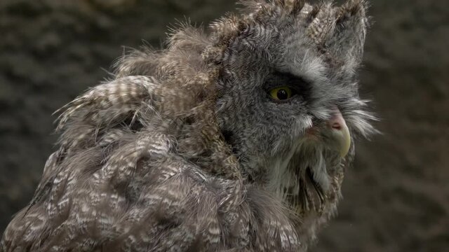 Close-up portrait of a tired fluffy grey owl with intense yellow eyes.