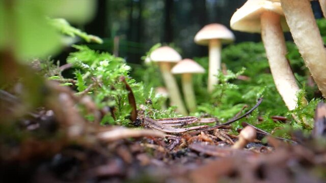 Low angle dolly shot of different mushrooms growing in deep forest and moss - prores 4k shot
