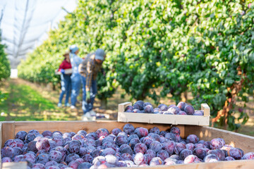 Wooden crate full of organic ripe plums at summer orchard at farm plantation