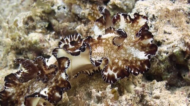 nudibranch discodoris boholiensis aka flatworm discodoris on sandy bottom crawls left to right, close-up front part. Nudi mimics pseudobiceros flatworm which is unpalatable