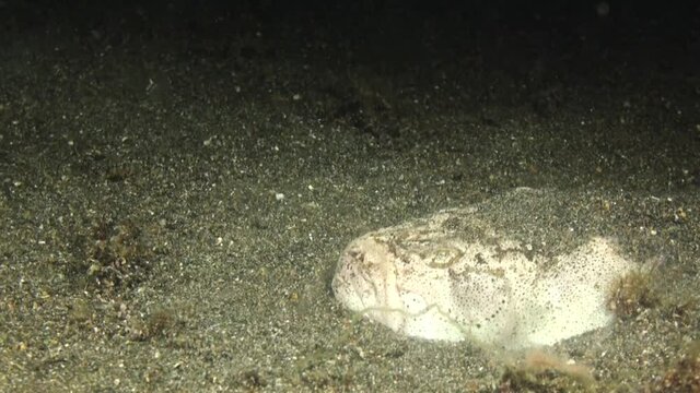 white margin stargazer motionless on sandy bottom during night, suddenly hiding in sand and getting invisible
