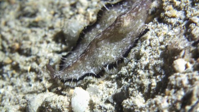 flatworm pseudobiceros moves downwards over coral reef during night. This unpalatable flatworm is model for mimicry of nudibranch discodoris boholiensis
