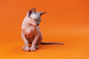 Sphynx Hairless Cat of blue mink and white color sitting quietly and looking away on orange background. Cute female kitten is four months old. Front view. Studio shot.