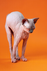 Portrait of female Canadian Sphynx Cat on orange background. 4-month-old kitten of blue mink and white color stands on outstretched paws closing eyes, arching back. Side view. Full shot. Studio shot.