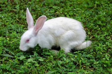 White Rabbit