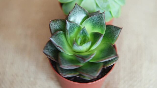 Fast rotation of succulent plants on blurry background.