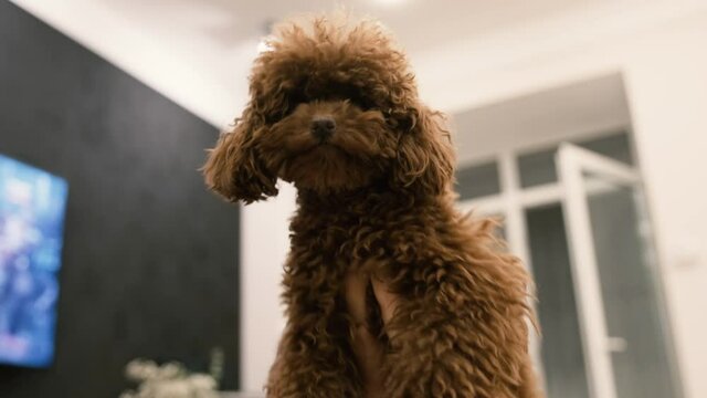 Human playfully holds dark brown Toy Poodle puppy up in the air. Close up. Slow mo