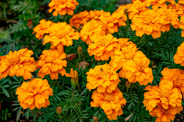 マリーゴールド