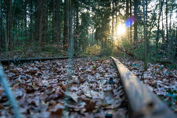 Fototapeta na wymiar path in forest