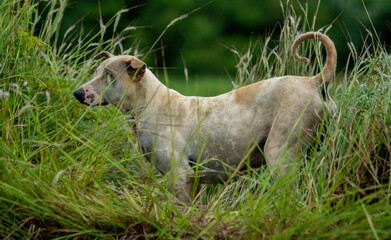 Fototapeta premium Shepherd dogs and cattle
