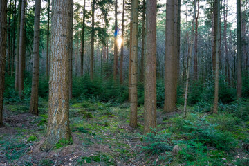 path in the forest