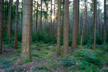 path in the woods