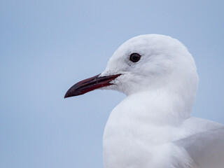 Hartlaub's gull or king gull (Chroicocephalus hartlaubii) portrait. Hermanus. Whale Coast. Overberg. Western Cape. South Africa