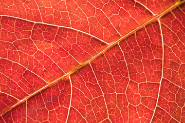Textured surface of leaf with veins in color of living coral