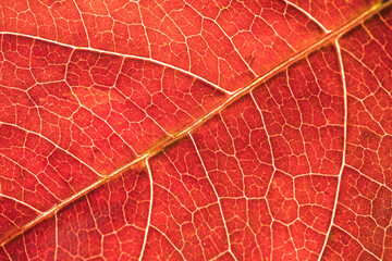 Naklejka na ściany i meble Textured surface of leaf with veins in color of living coral