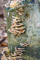 fungus on tree