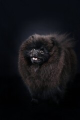 black pomeranian spitz dog in studio 