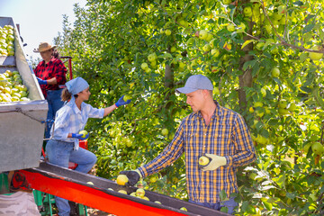 Team of professional farmers working on modern harvesting platform in orchard, picking ripe golden apples