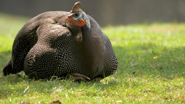 Helmeted Guineafowl using its beak to feed on the grasslands of southern Africa.