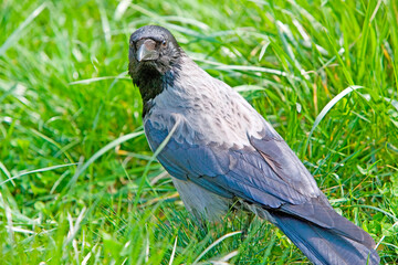Nebelkrähe (Corvus cornix), Alttier auf einer Wiese, Österreich, Europa