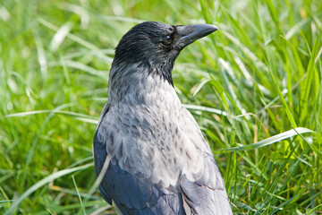 Nebelkrähe (Corvus cornix), Alttier auf einer Wiese, Österreich, Europa