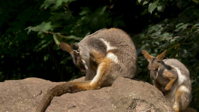 Two tired Eastern wallaroos resting on a stone in eastern Australia. Static shot with beautiful green background.