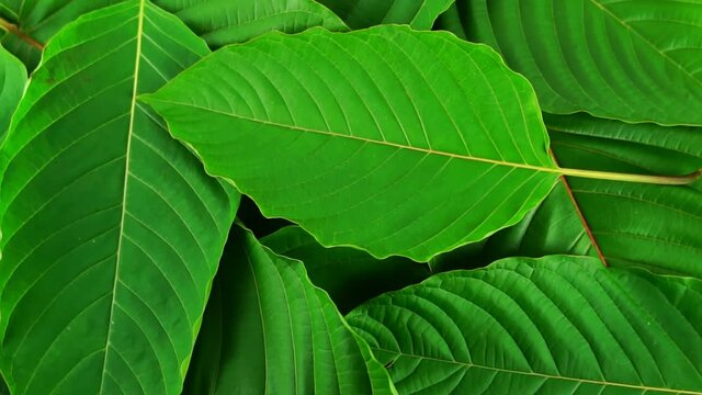Mitragyna speciosa (kratom leaf) have benefits to help reduce fat.
