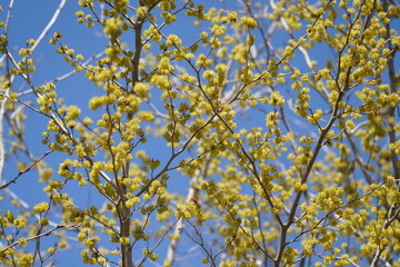 早春に黄色い花を咲かせるサンシュユ