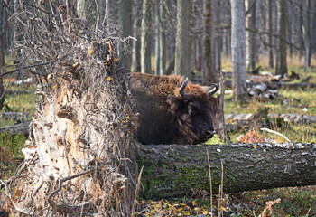 European bison (Bison bonasus) captured in Prioksko-Terrasny Nature Reserve, Moscow region, Russia